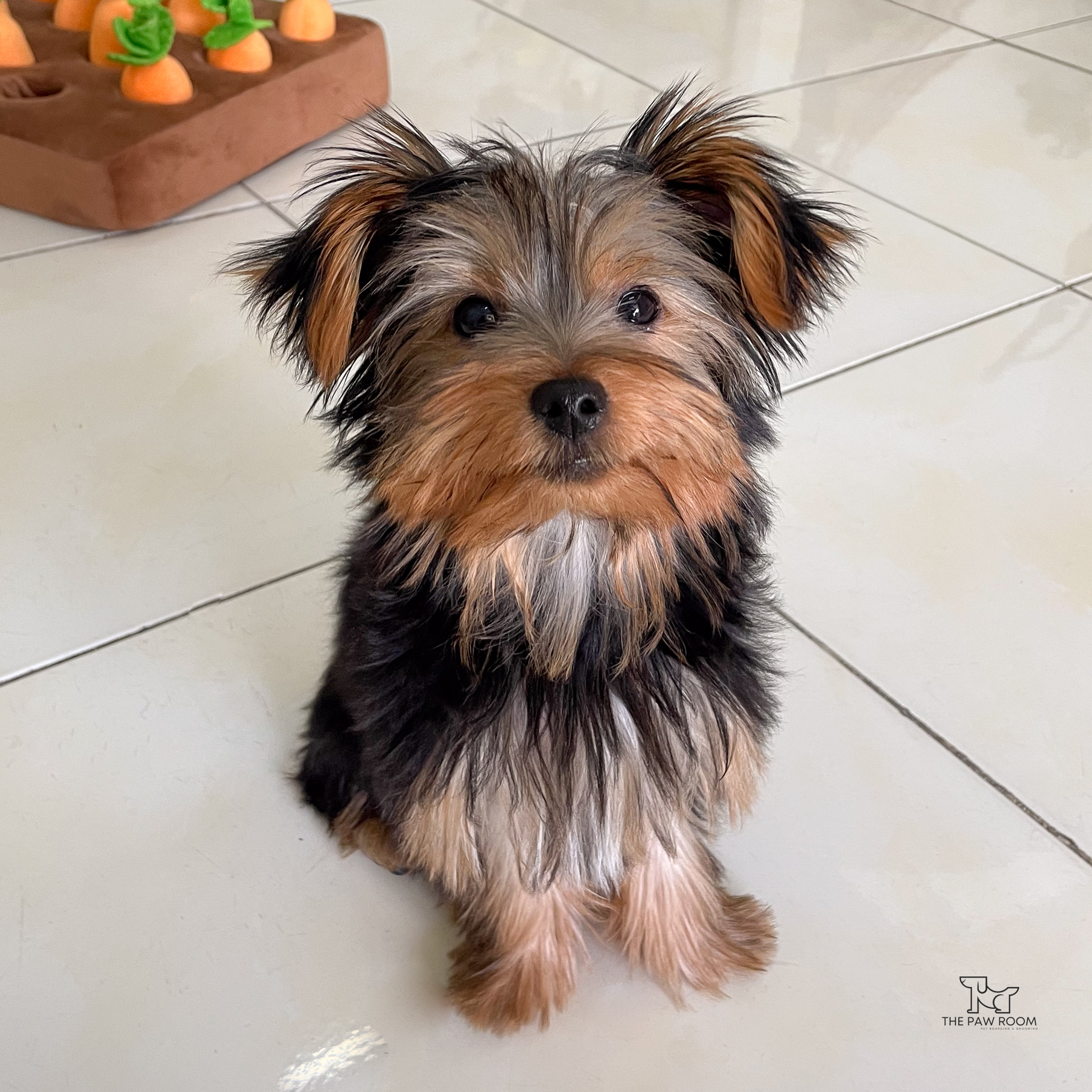 Small dog guest at The Paw Room