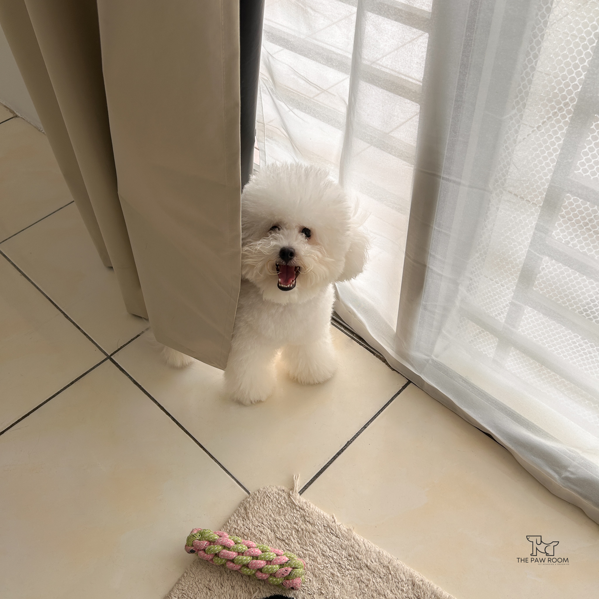 Pet boarding guest at The Paw Room