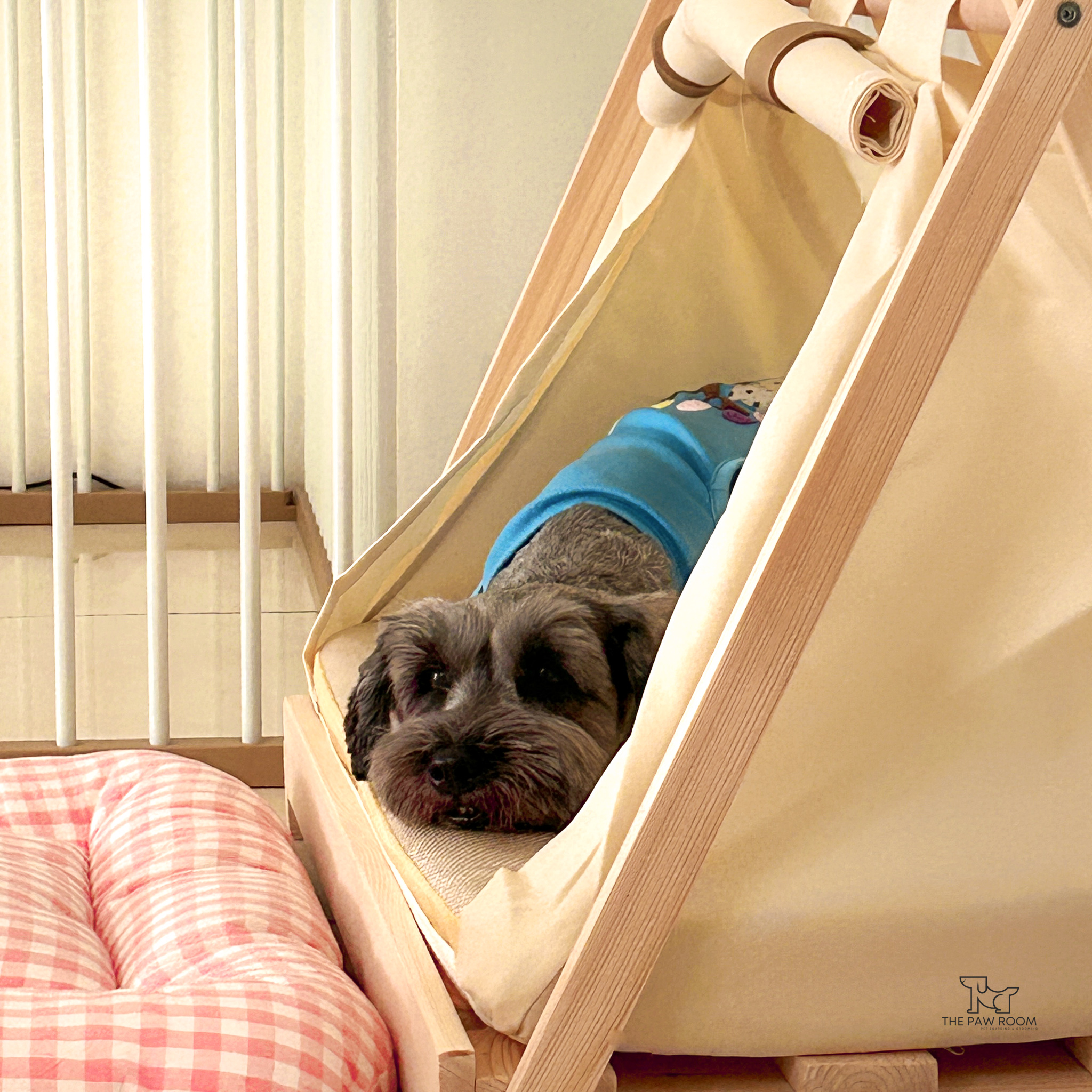 Cozy pet boarding guest at The Paw Room