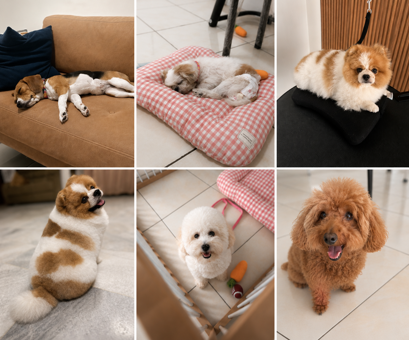 Happy pet boarding guests at The Paw Room